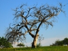 Arbres01 Arbre mort800x540