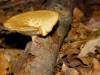 Arbres02Champignons800x540