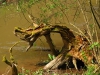 Arbres03Vieille souche d'arbre800x540