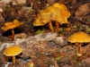 Arbres04Champignons800x540
