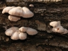 Arbres05Champignons800x540