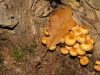 Arbres06Champignons800x540