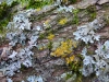 Arbres08Mousseetlichens800x540