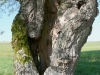 Arbres09Vieux saule tetard650x500