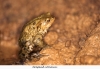 1Crapaud-commun