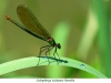 Libellules03Calopteryx eclatant femelle800x540