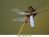 Libellules04Libellule deprimee male800x540