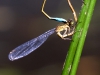 Libellules06Agion eclatant-accouplement400x650