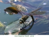 Libellules07Anax Empereur femelle ponte800x540