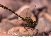 Libellules08Gomphe a pinces male800x540