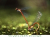 Libellules10Petite Nymphe au corps de feu-ponte accompagnee800x540