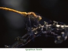 Libellules11Sympetrum femelle800x540